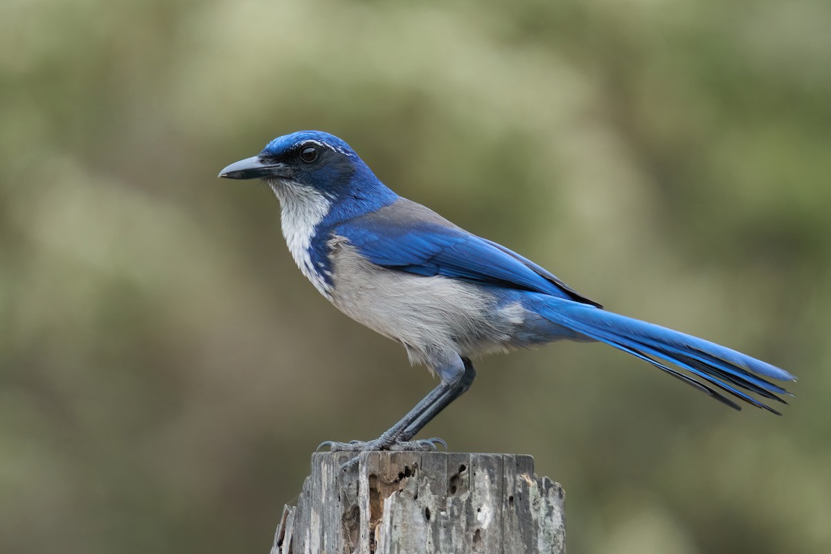 Island Scrub-Jay - ML501973391