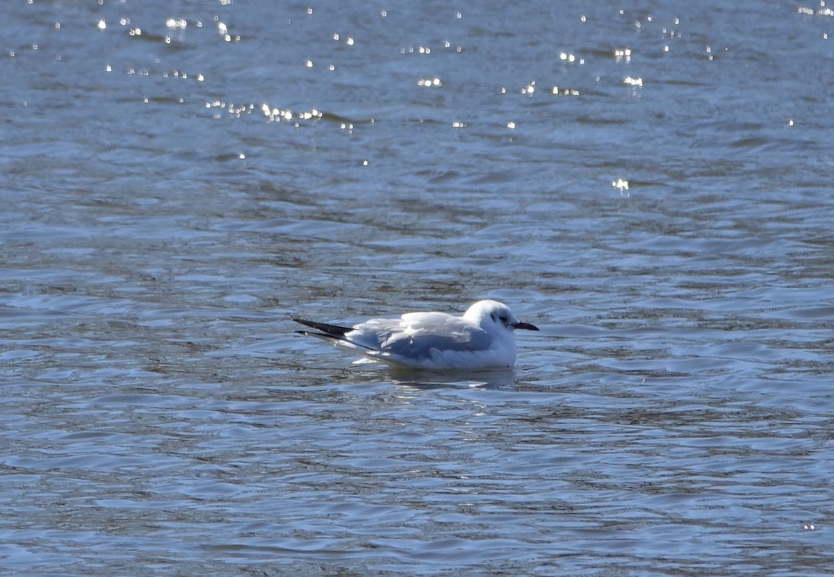 Black-headed Gull - ML50197351