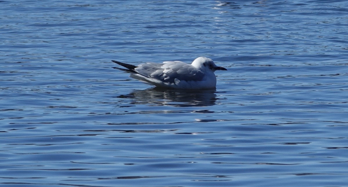 Black-headed Gull - ML50197491