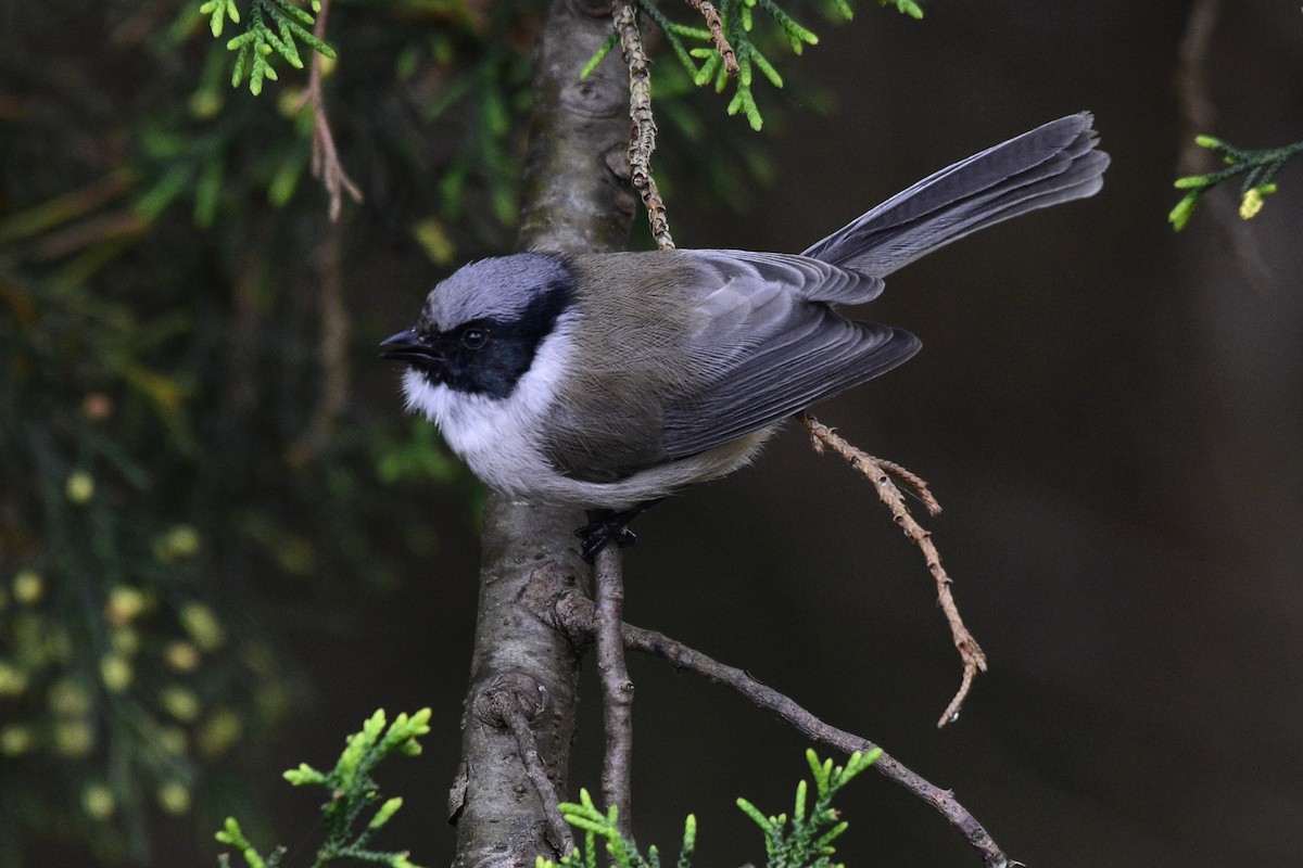 Bushtit (melanotis Group) - David de Rivera Tønnessen