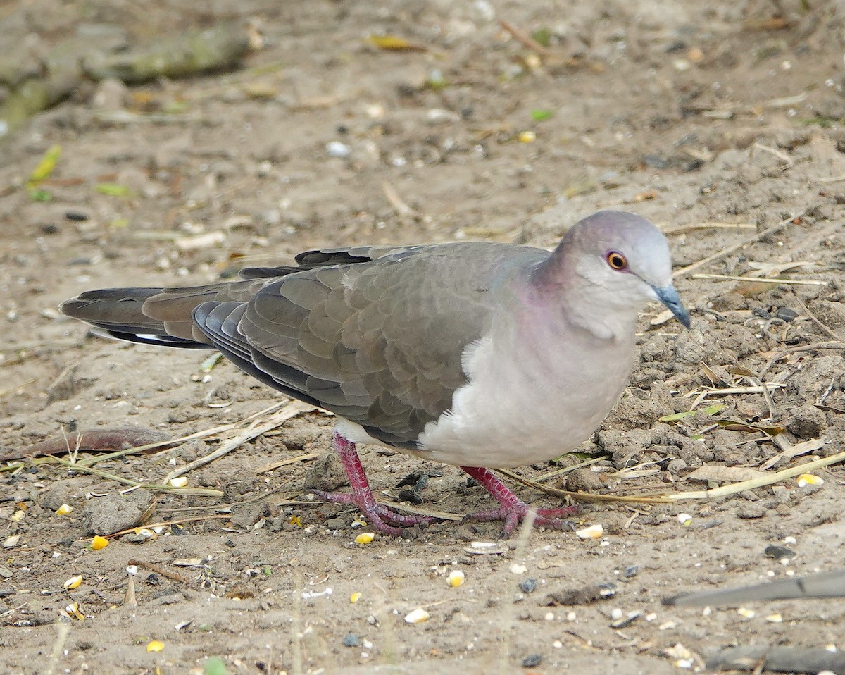 White-tipped Dove - Kathleen Horn