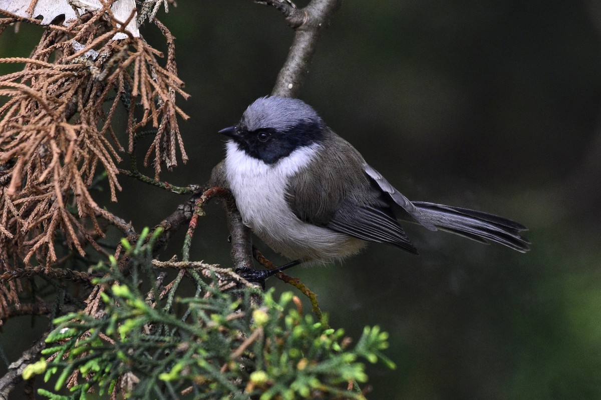 Bushtit (melanotis Group) - David de Rivera Tønnessen