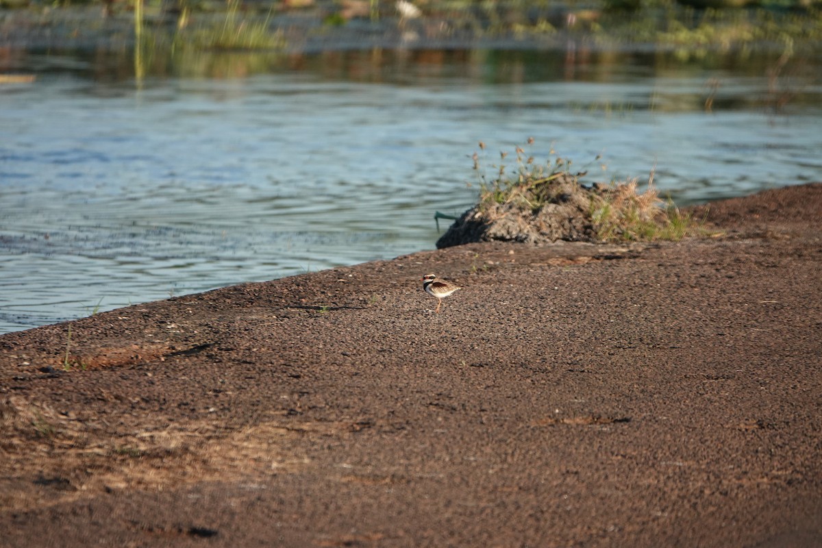 Black-fronted Dotterel - ML501976471