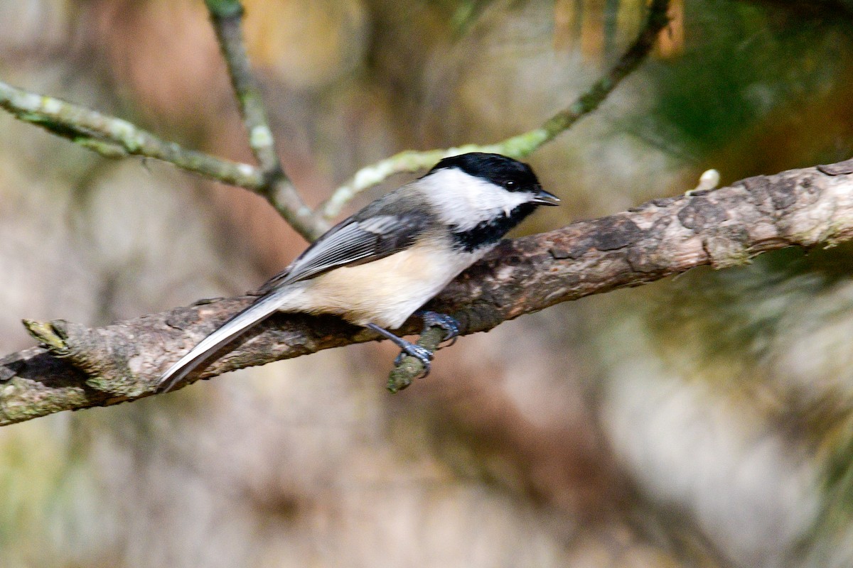 Black-capped Chickadee - ML501976571