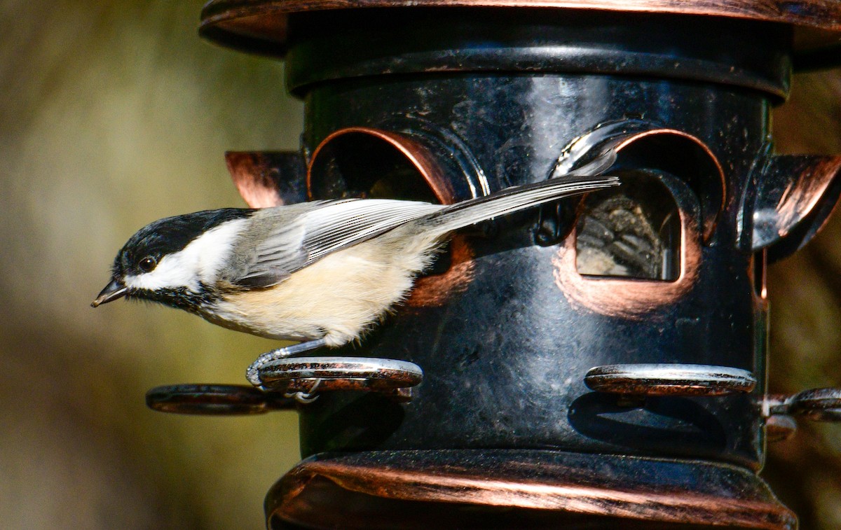 Black-capped Chickadee - ML501977021