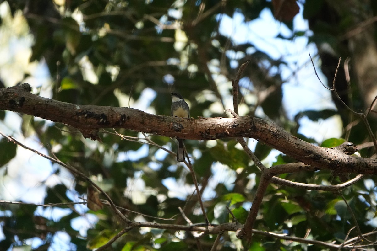 Northern Fantail - ML501977791