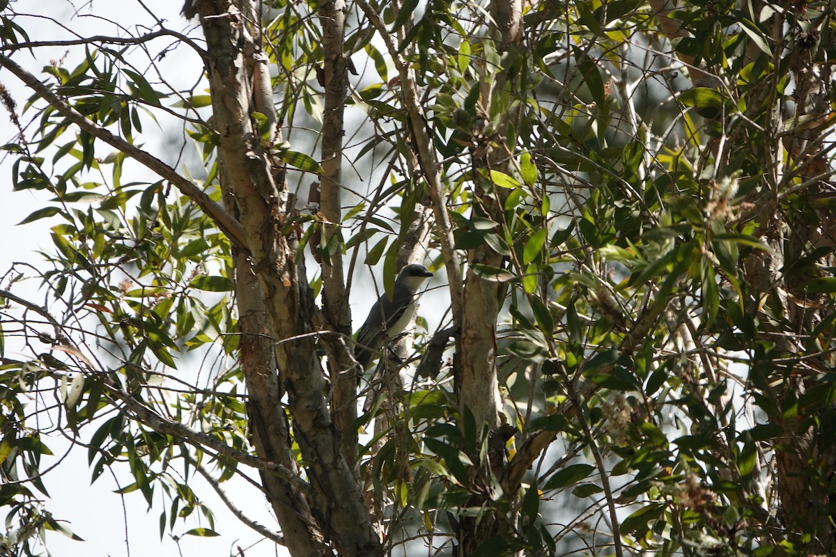 White-bellied Cuckooshrike - ML501977811