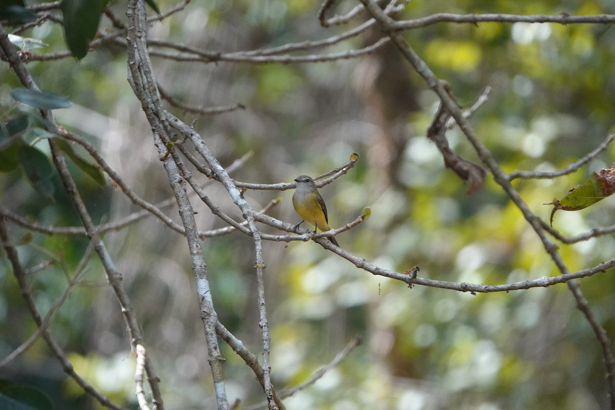 Lemon-bellied Flyrobin - ML501977891