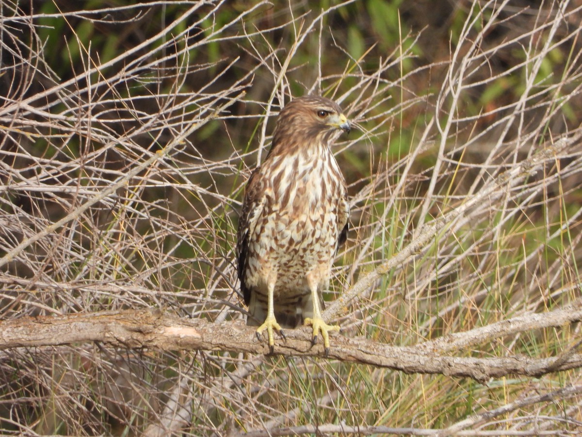 Rotschulterbussard - ML501978881