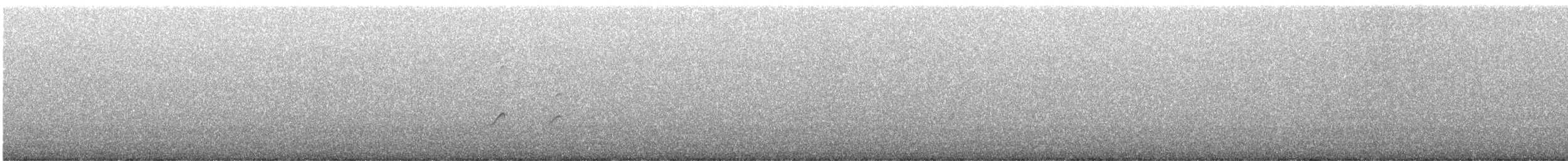 Black Turnstone - ML501978941