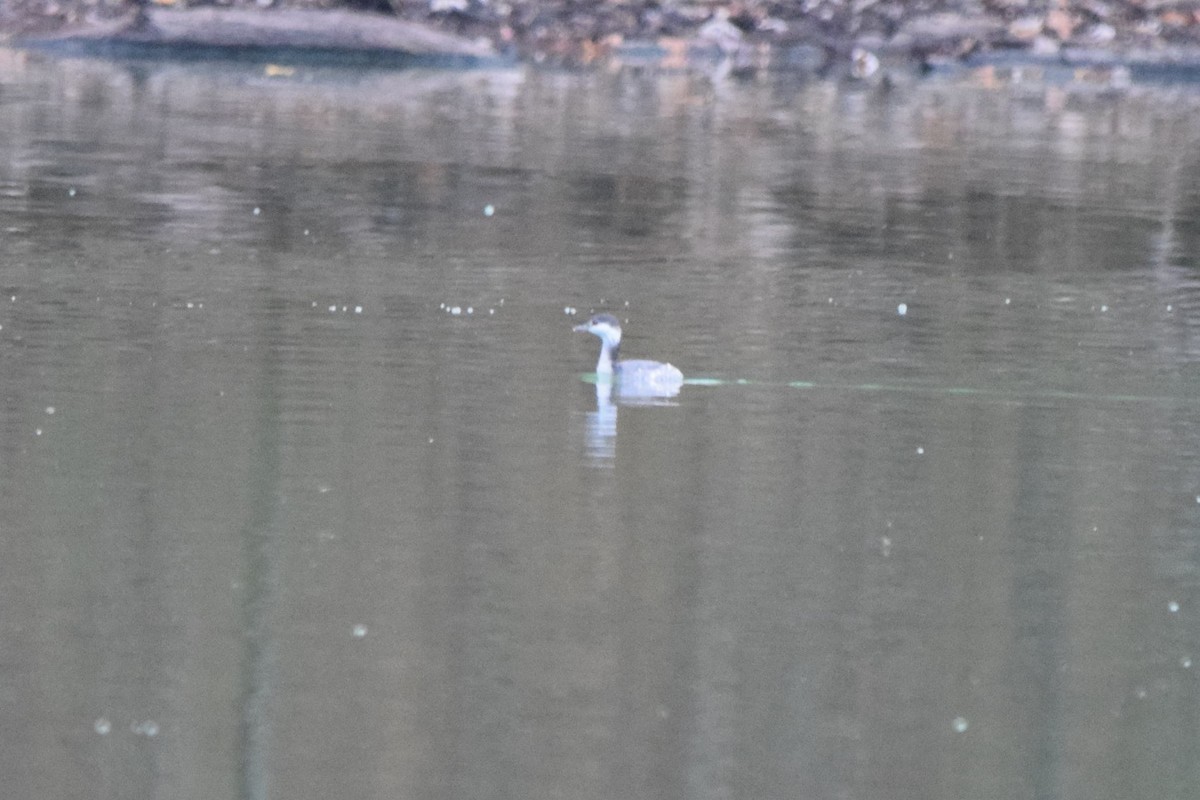 Horned Grebe - ML501979141