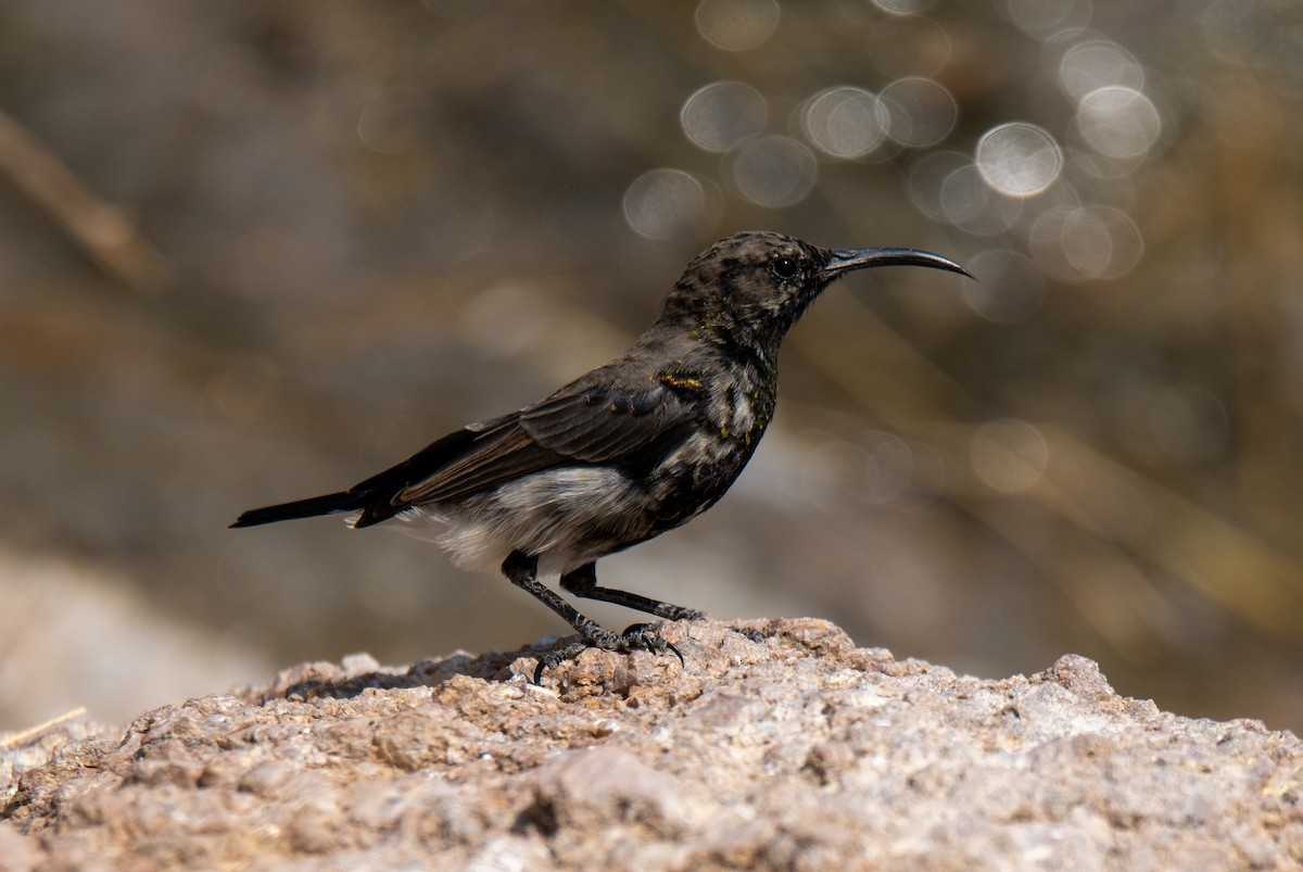 Dusky Sunbird - Koren Mitchell