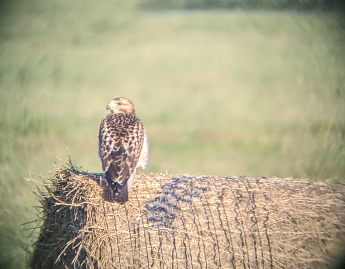 Swainson's Hawk - Tim Hahn