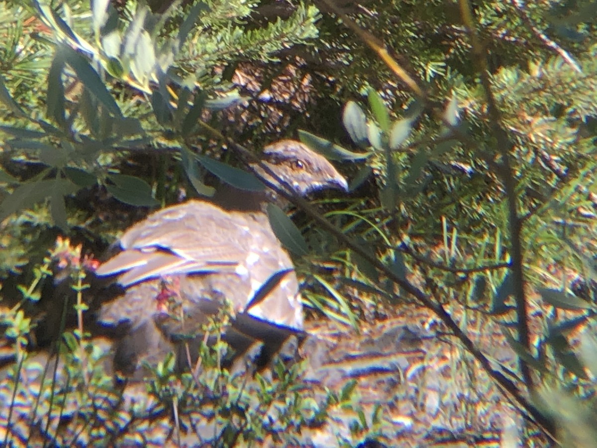 Sooty Grouse - ML501980691