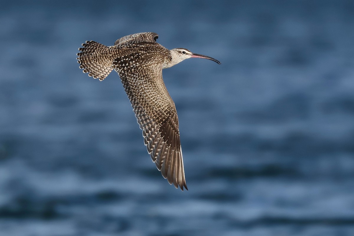 Whimbrel (Hudsonian) - ML501982641