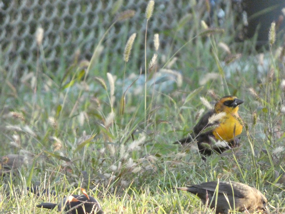 Yellow-headed Blackbird - ML501982861