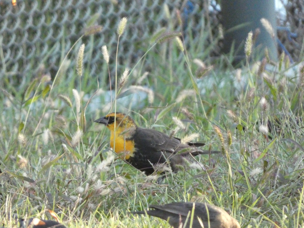 Yellow-headed Blackbird - ML501983041