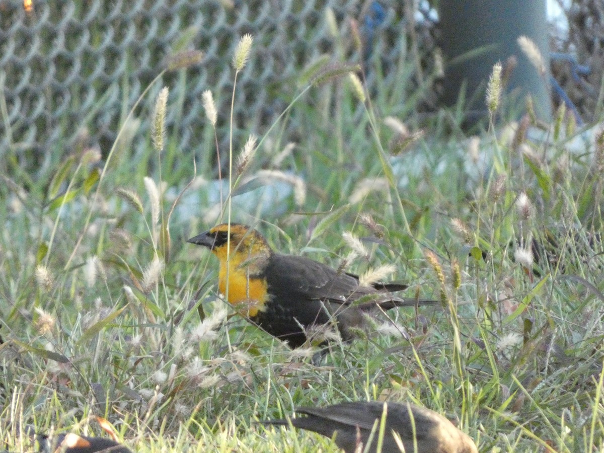 Yellow-headed Blackbird - Augie Kramer