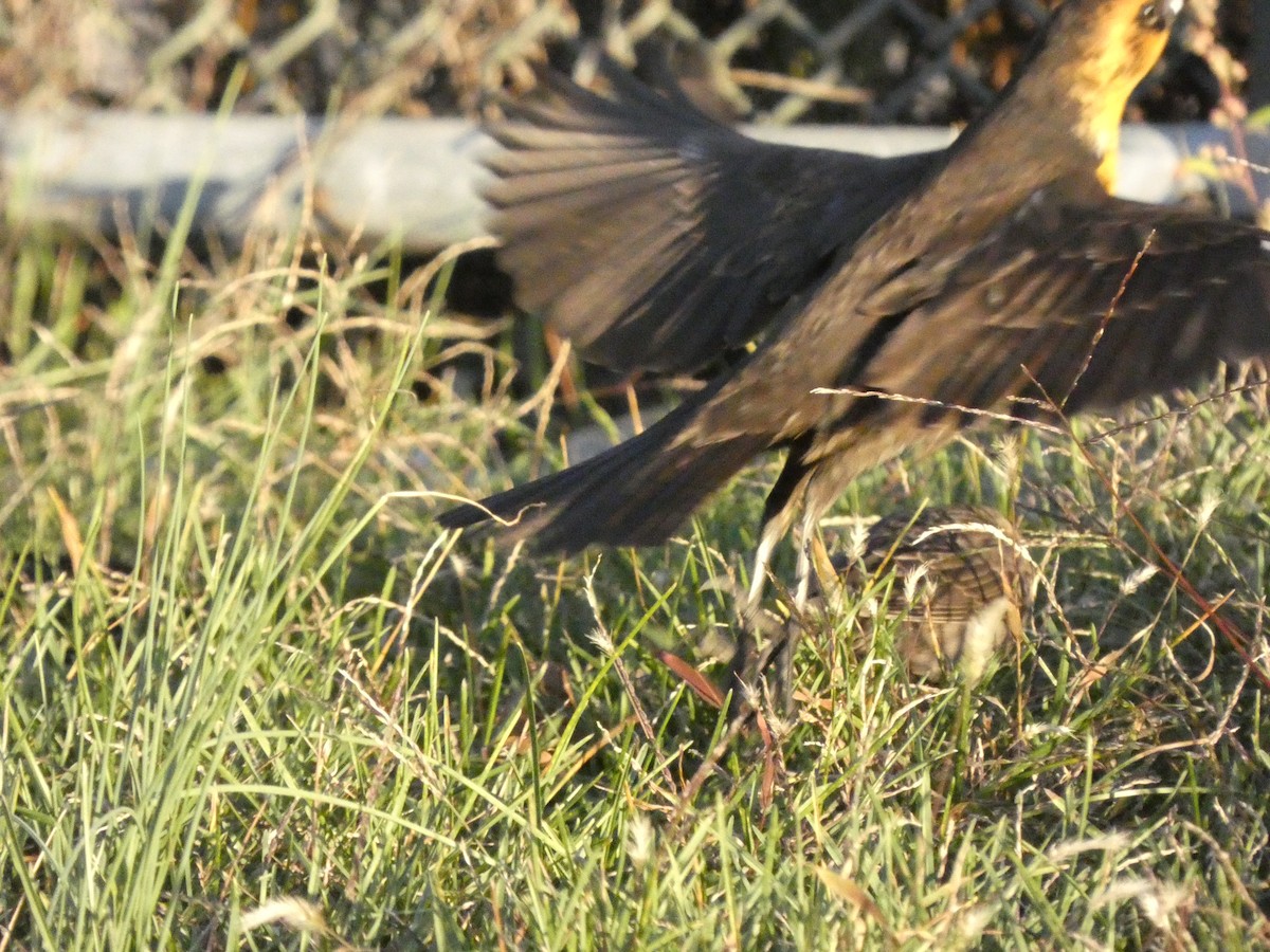 Yellow-headed Blackbird - ML501983341