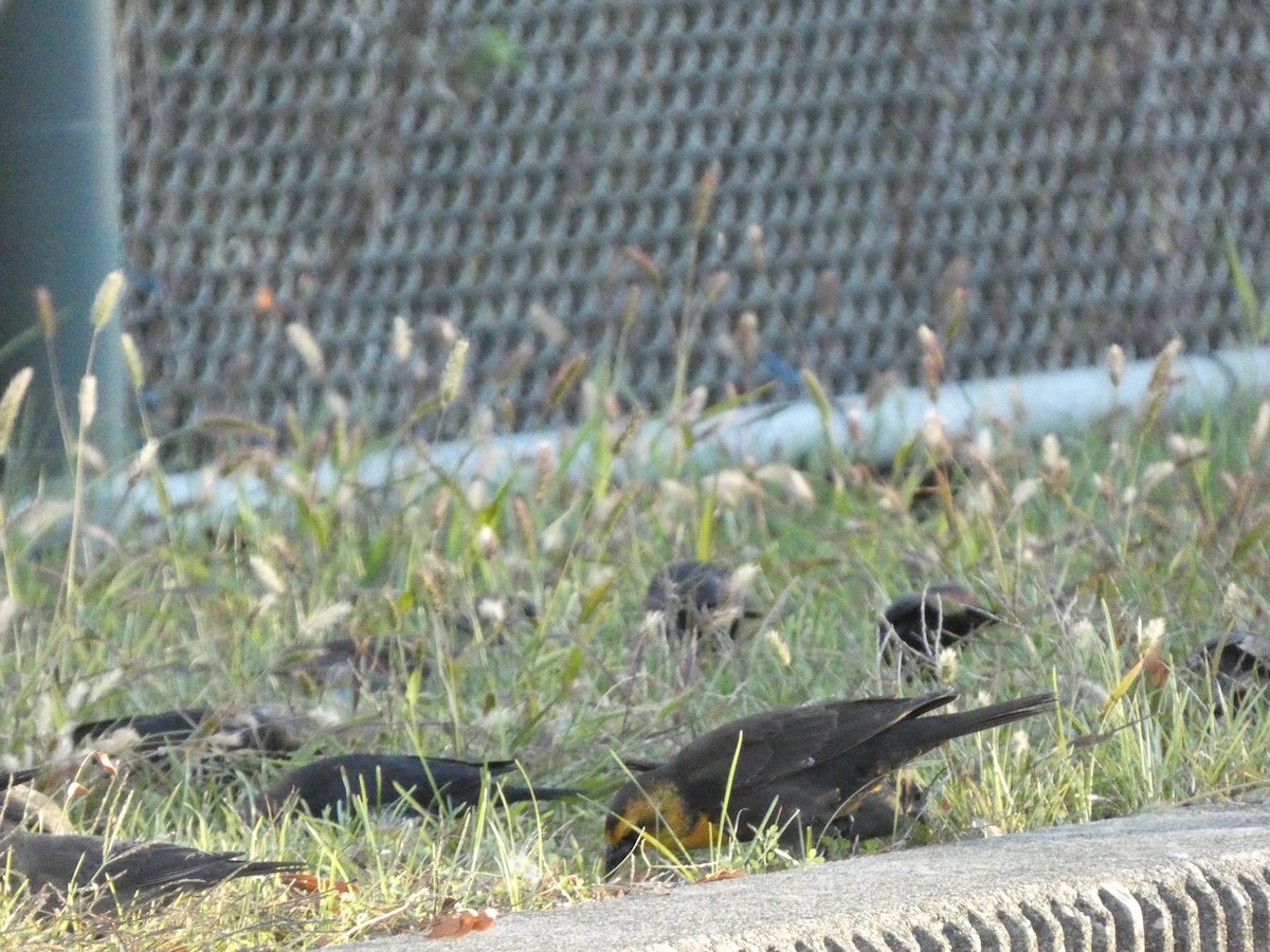 Yellow-headed Blackbird - ML501983371