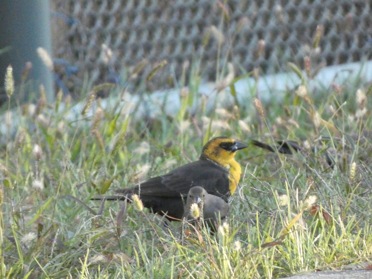 Yellow-headed Blackbird - ML501983631