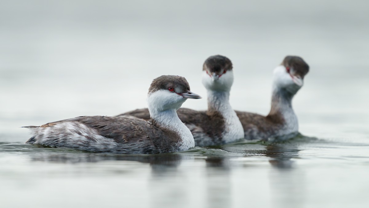 Horned Grebe - ML501983951