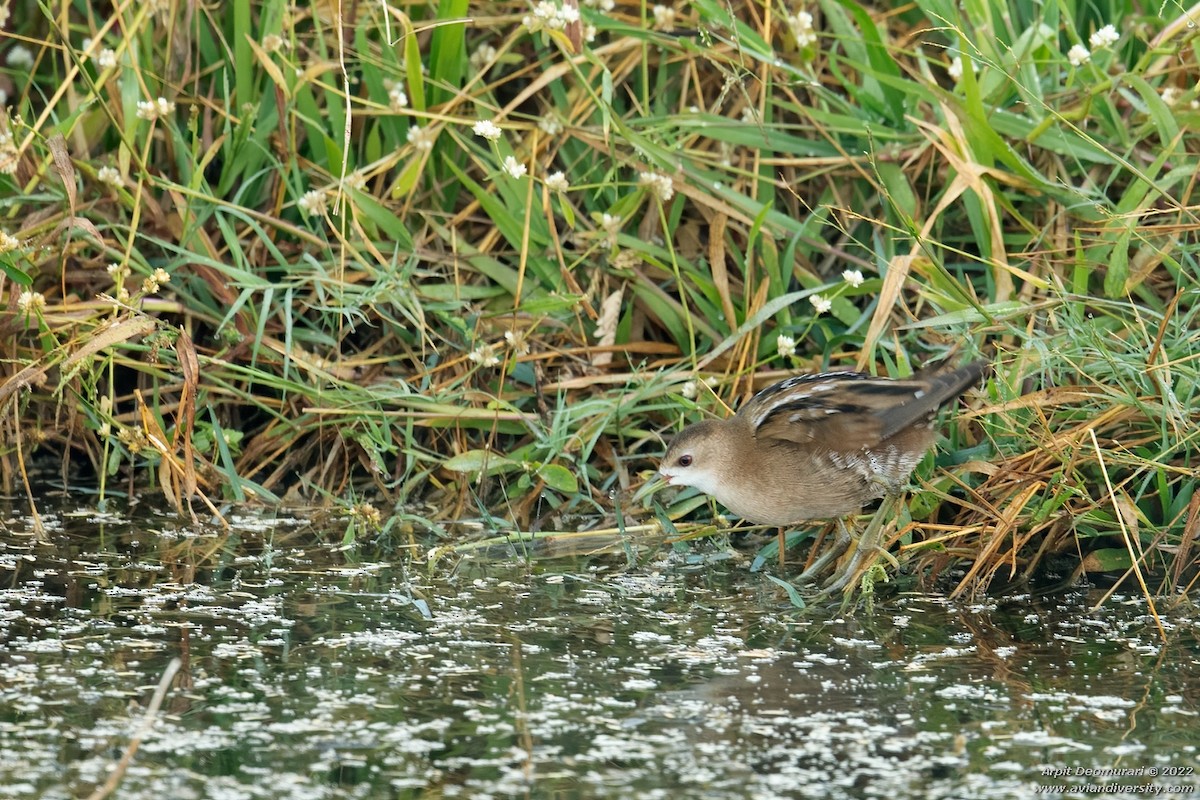 Marouette poussin - ML501985951