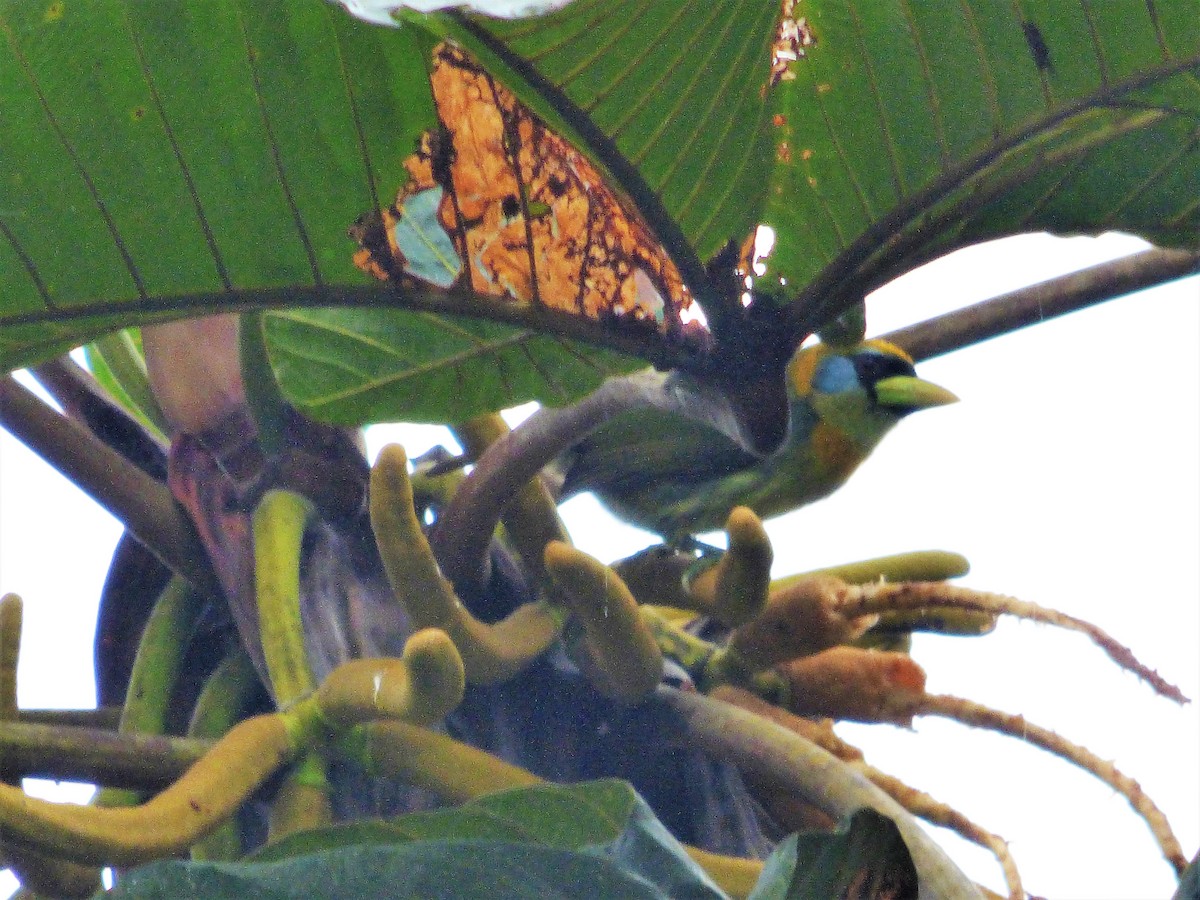 Red-headed Barbet - ML501988541