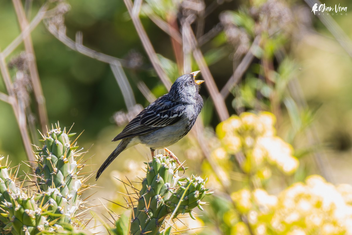 Mourning Sierra Finch - ML501988671