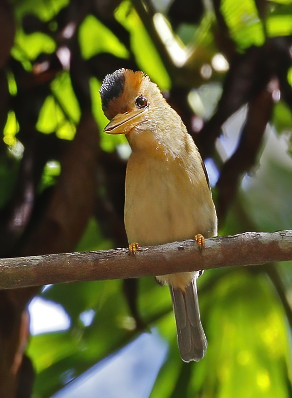 Yellow-billed Kingfisher - ML501989011