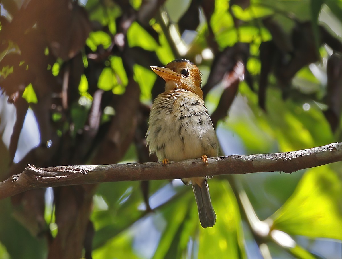 Yellow-billed Kingfisher - ML501989021