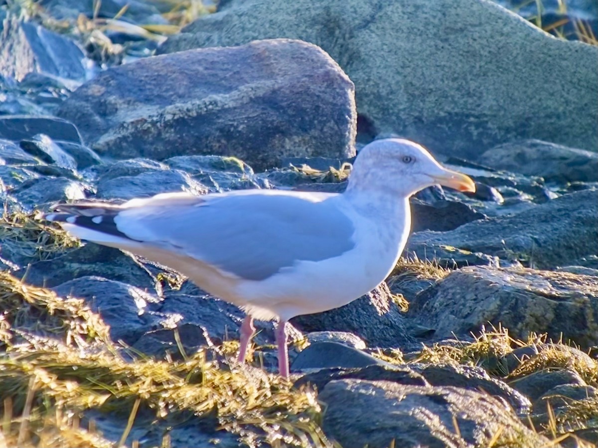 Gaviota Argéntea - ML501989051