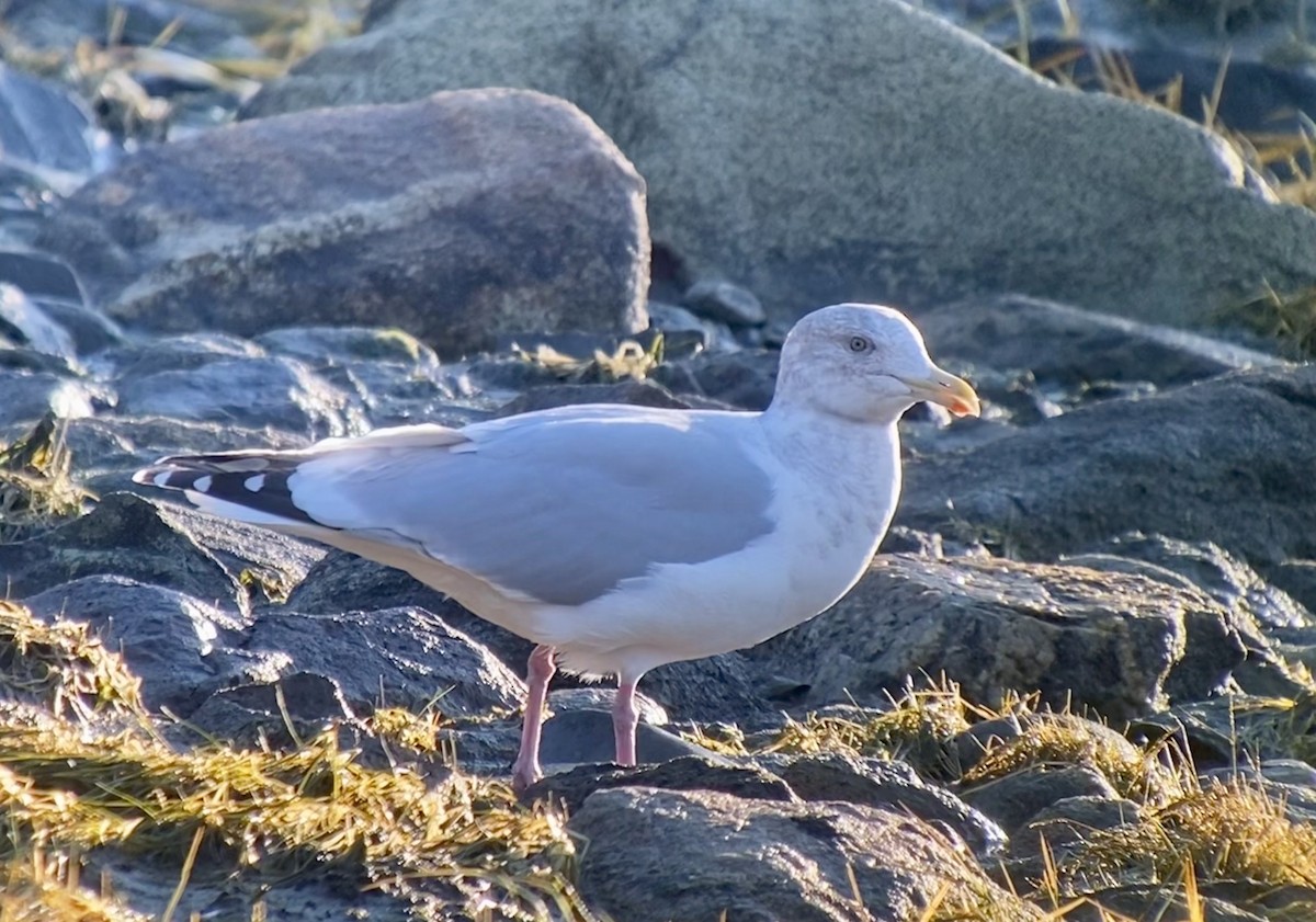 Gaviota Argéntea - ML501989061