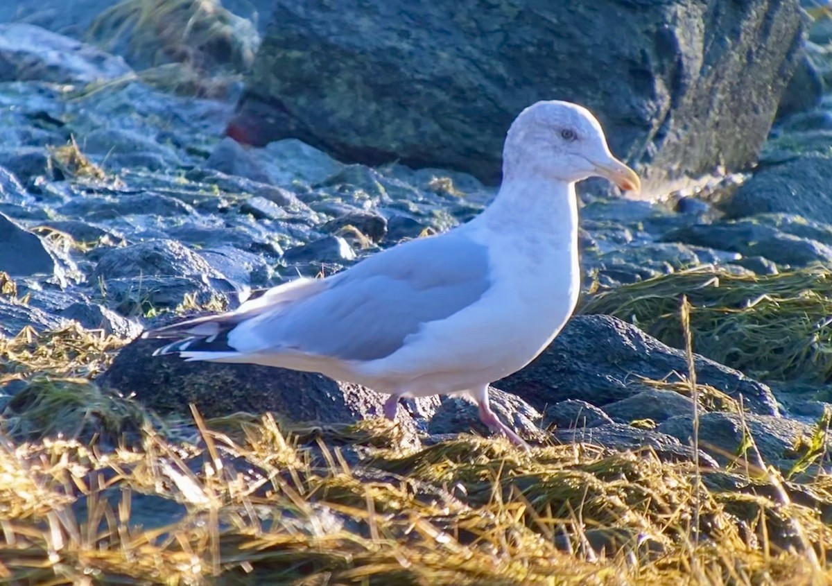 Herring Gull - ML501989071