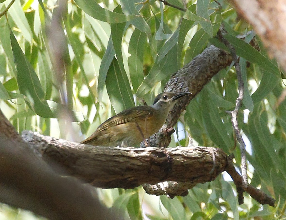 Tawny-breasted Honeyeater - ML501989091