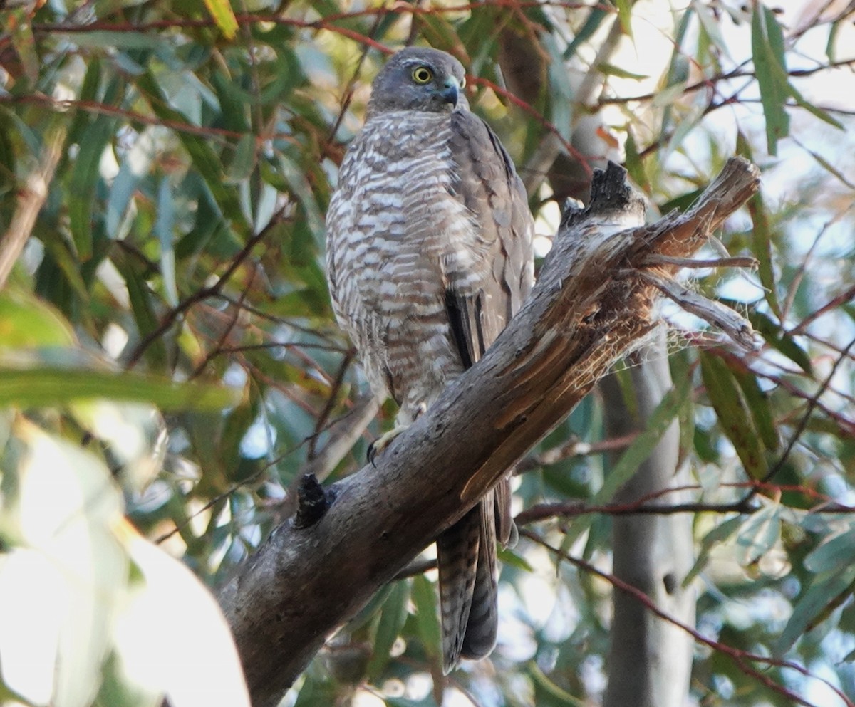 Collared Sparrowhawk - Richard Arnold