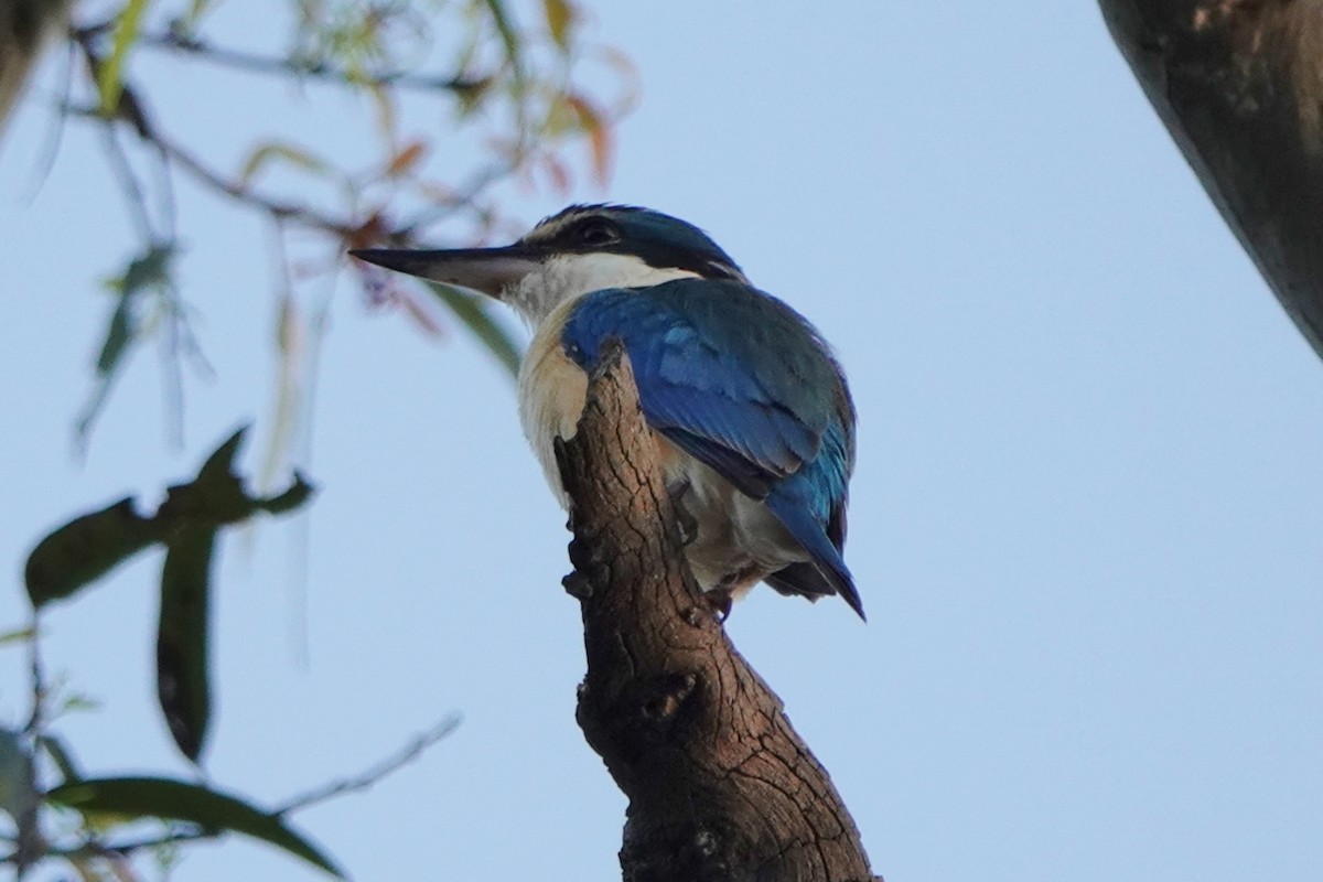 Sacred Kingfisher - ML501989681