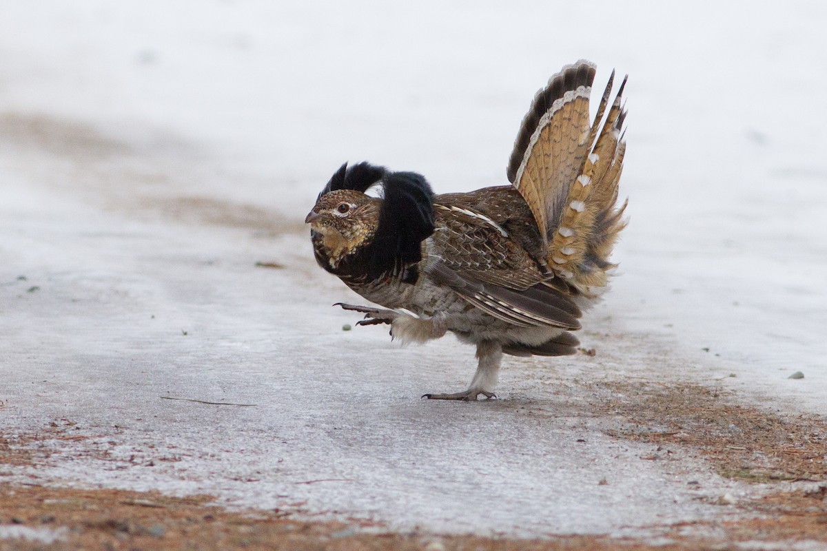 Ruffed Grouse - Lucas Bobay