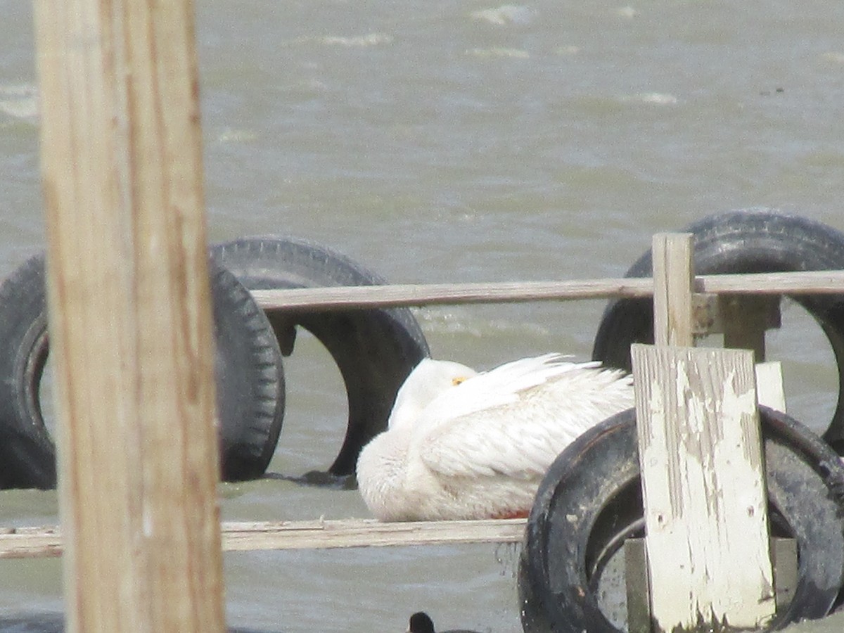 American White Pelican - ML50199041