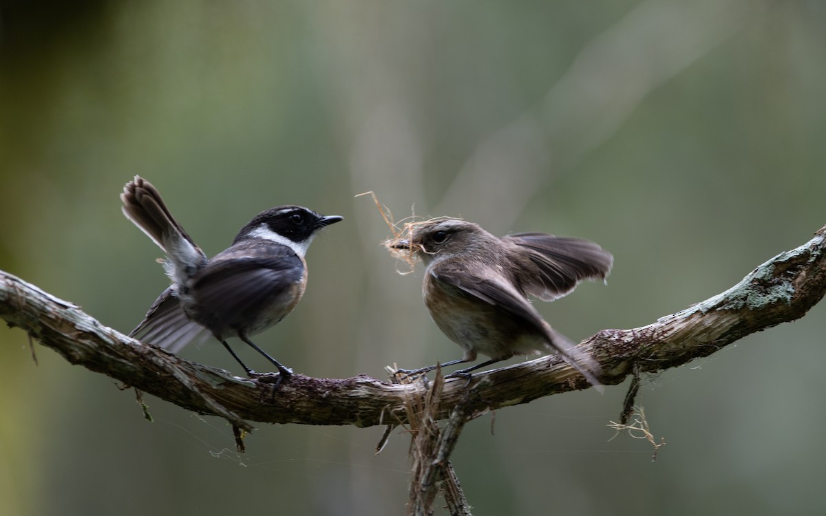 Reunion Stonechat - ML501991081