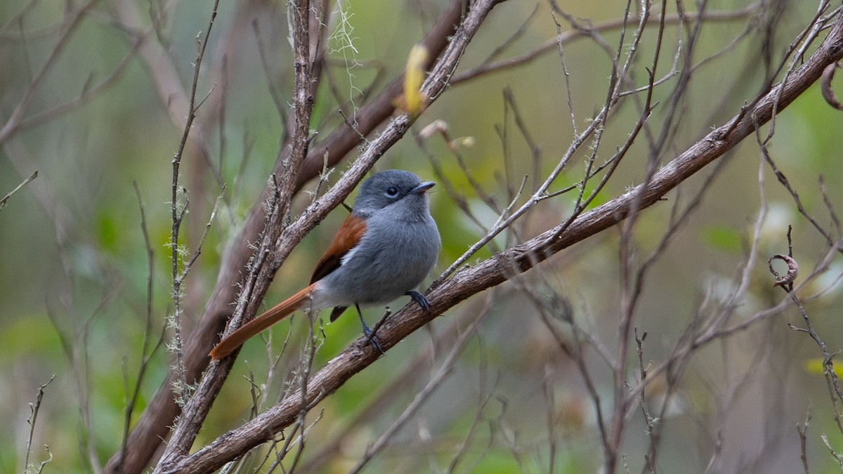 Mascarene Paradise-Flycatcher - Thierry NOGARO