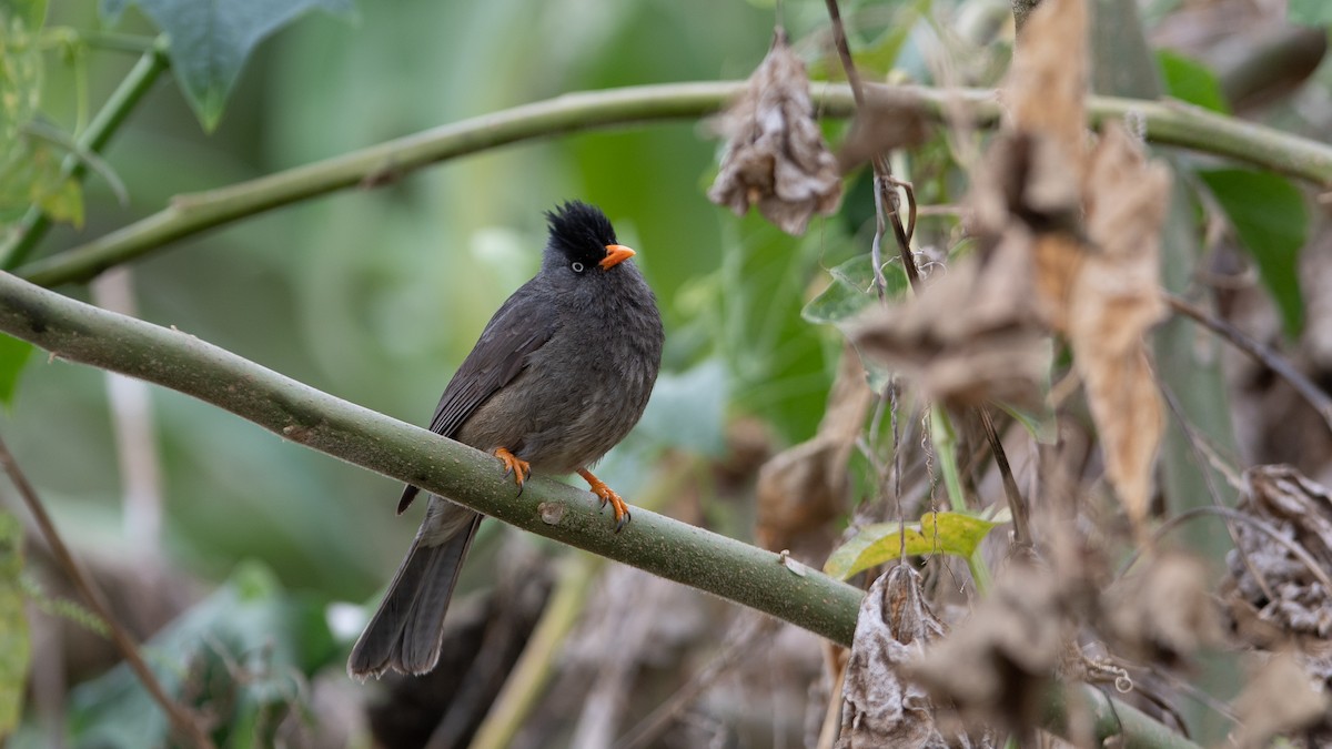 Reunion Bulbul - ML501991211