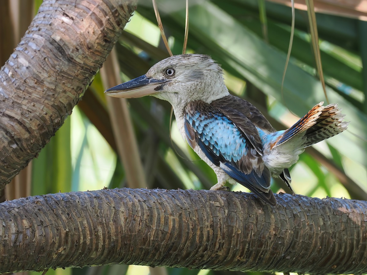 Martin-chasseur à ailes bleues - ML501991281