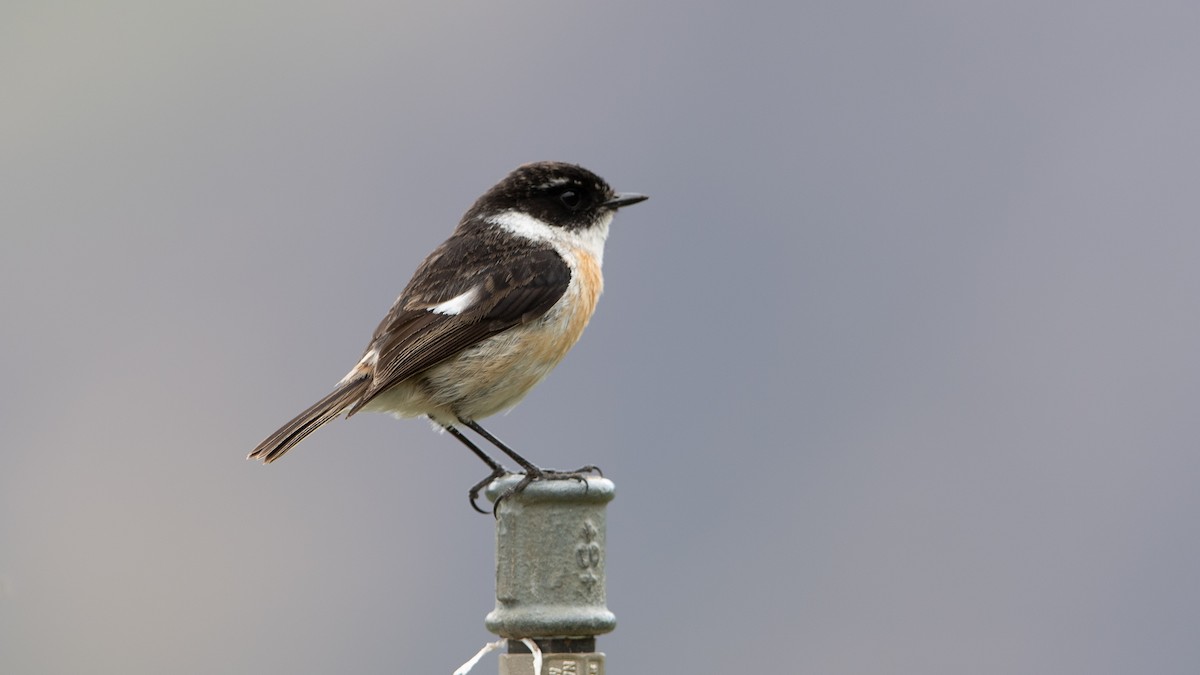 Reunion Stonechat - ML501991351