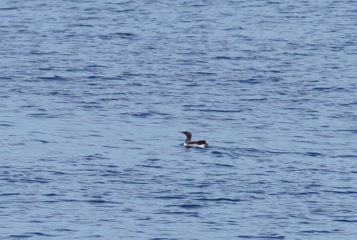 Common Murre - ML501991441