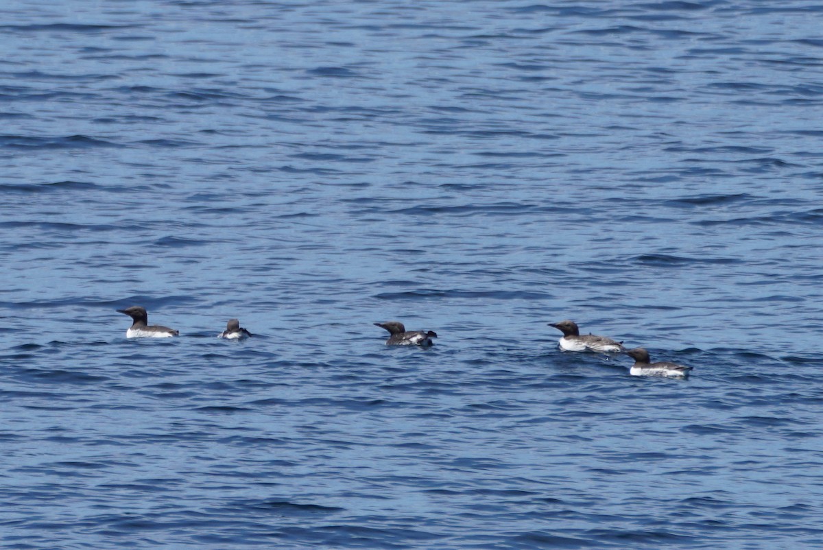 Common Murre - ML501991511