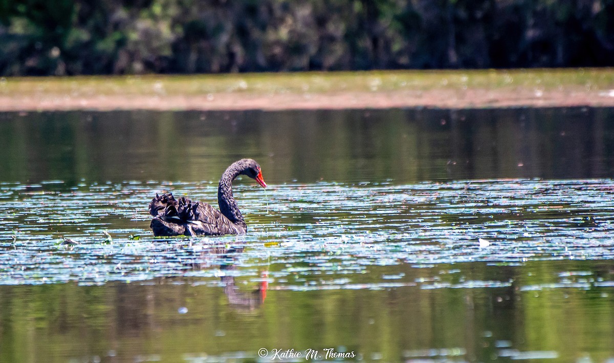 Black Swan - Kathie Thomas