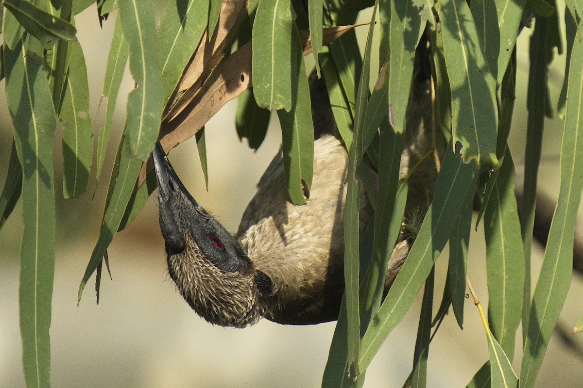 Helmeted Friarbird - Ed Pierce