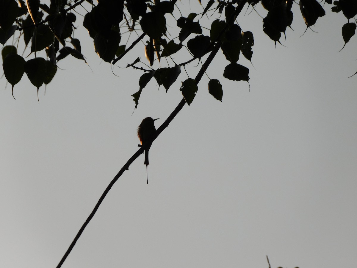 bee-eater sp. - ML501992751