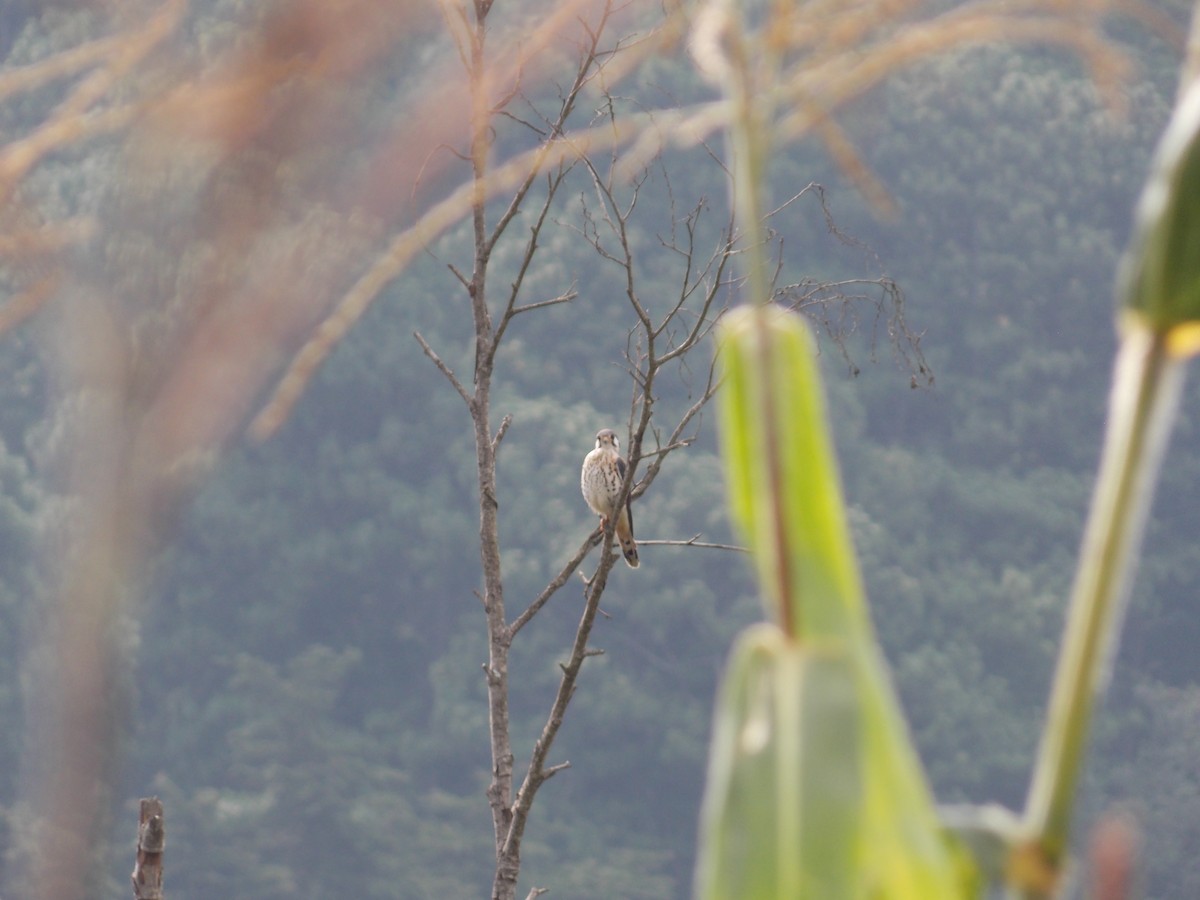 American Kestrel - ML501994201